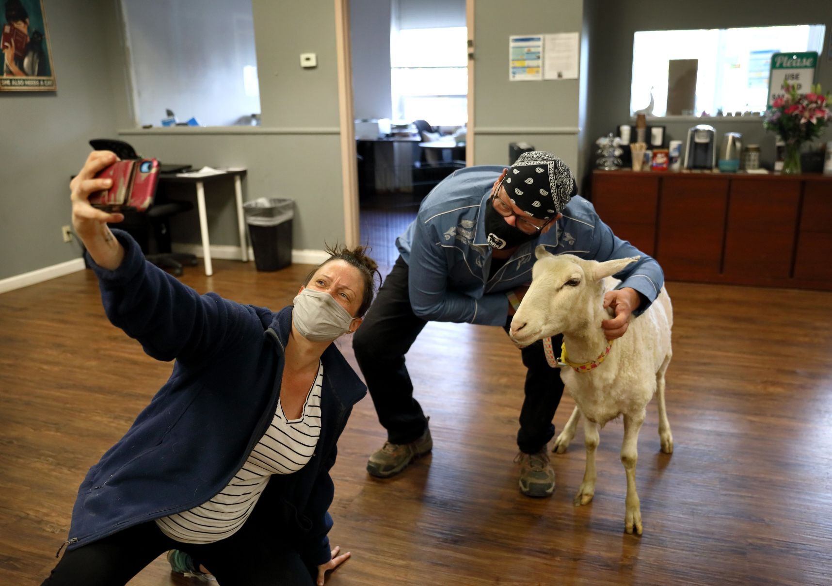 Mary Jane, formerly Shrek the sheep, adopted
